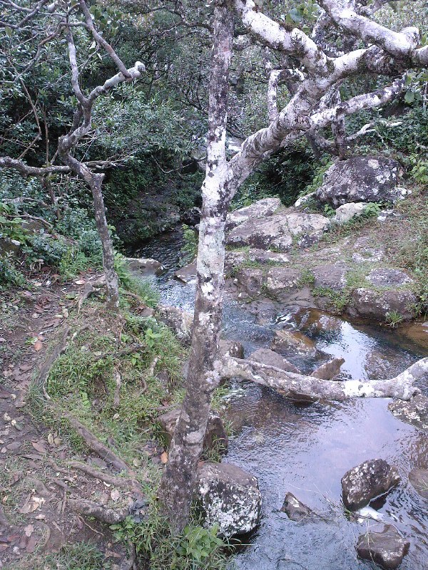 gal/Ile Maurice/SP_A0028_Black_River_Gorges.jpg